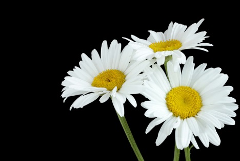 Daises